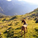 vacanze con il cane