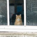 gatto-guarda-dalla-finestra
