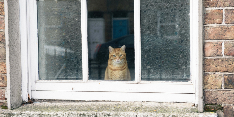 Gatto in vacanza con noi, sì o no? cover