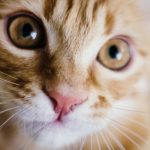 gatto-con-occhi-sgranati