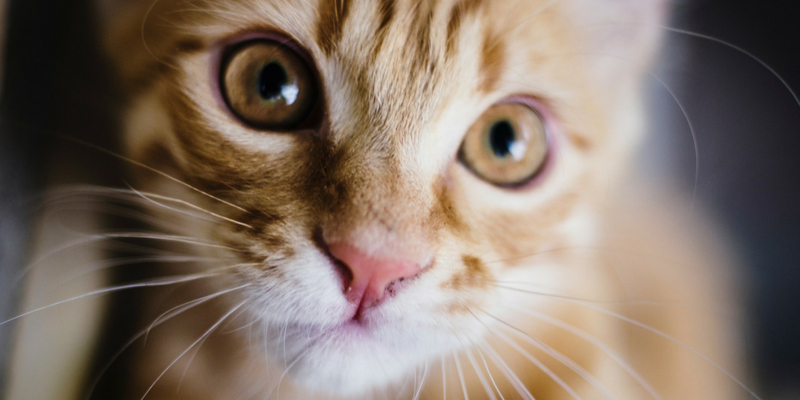 Aiuto, il gatto non dorme di notte cover