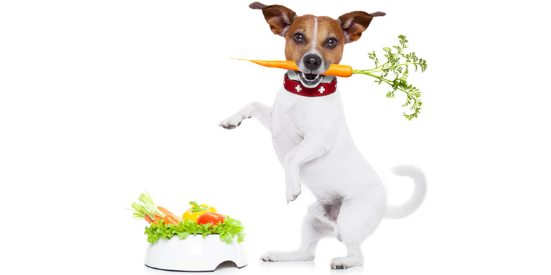 Quali verdure possono mangiare i cani? cover