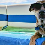 vacanze con il cane