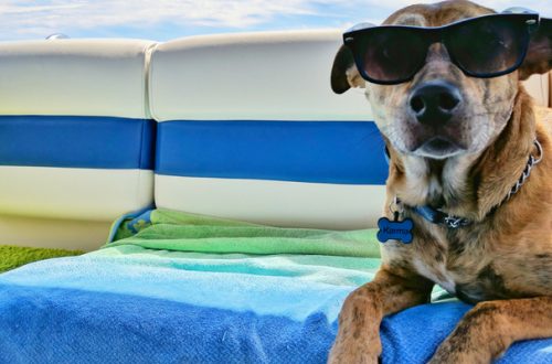 Vacanze con il cane, cosa non può mancare in valigia thumb