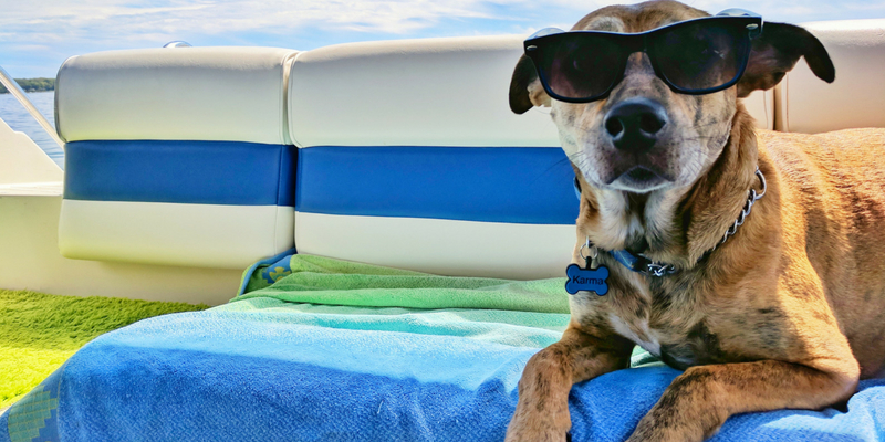 Vacanze con il cane, cosa non può mancare in valigia cover