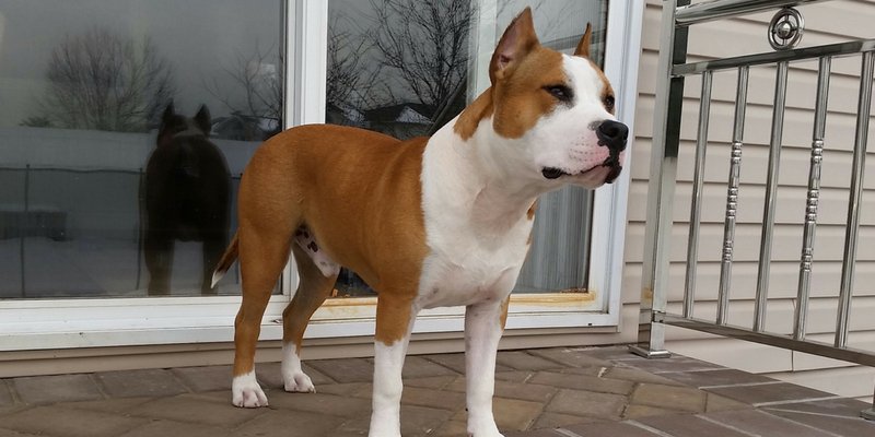 Cane con orecchie tagliate: padrone e veterinario a processo cover