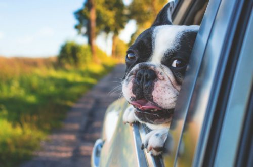 Vacanze con il cane ed il gatto: come sconfiggere il mal d’auto thumb