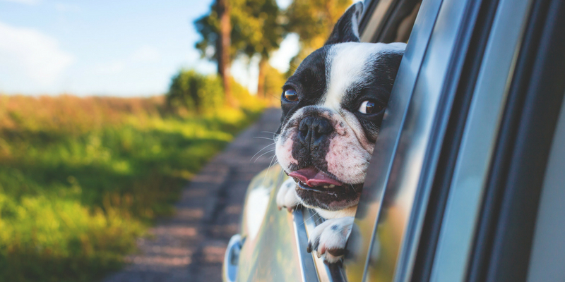 Vacanze con il cane ed il gatto: come sconfiggere il mal d’auto cover
