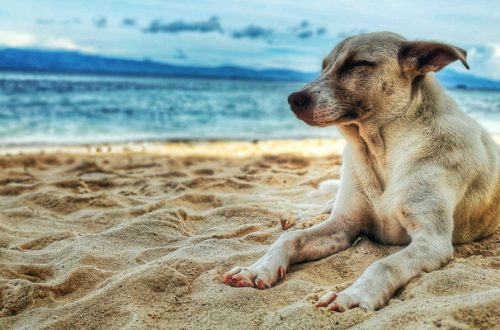 Cani in spiaggia, tutti i consigli per proteggerli thumb