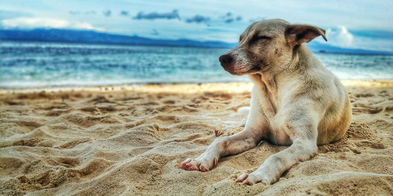 Cani in spiaggia, tutti i consigli per proteggerli cover