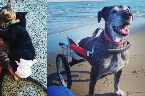 Il rifugio per animali disabili chiude per mancanza di volontari thumb