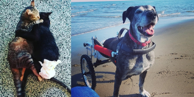 Il rifugio per animali disabili chiude per mancanza di volontari cover
