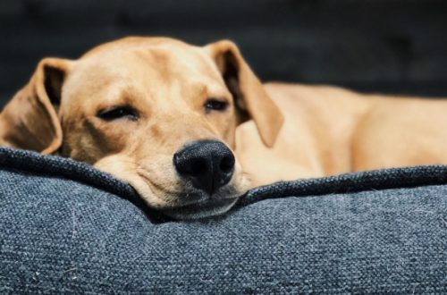 Cucce per cani, come scegliere la migliore? thumb