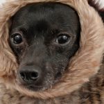 cane-con-cappotto