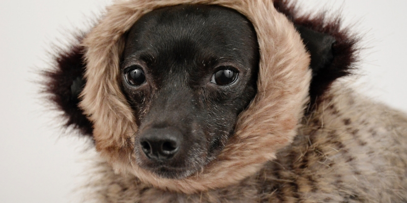 Vestiti per cani, moda o utilità? cover
