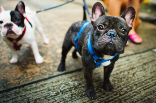 Cane che abbaia agli altri: quando il responsabile è il padrone thumb