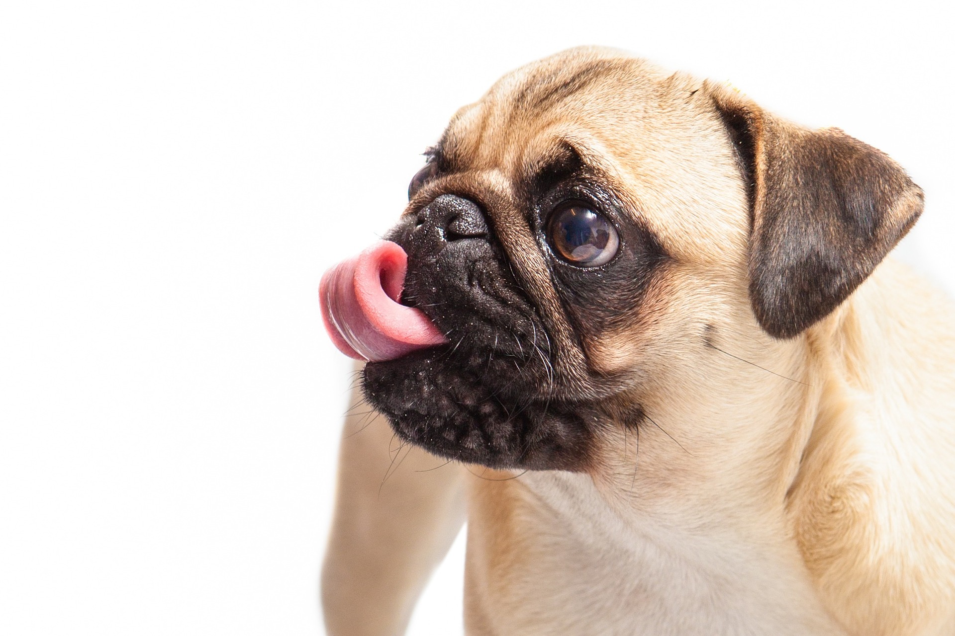 Migliori crocchette per cani, la classifica dei mangimi low grain cover