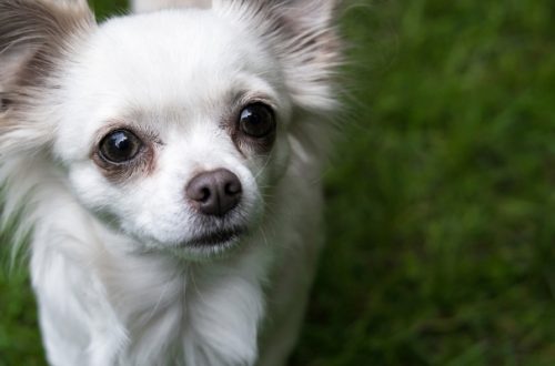 Quali sono le migliori crocchette per chihuahua? thumb