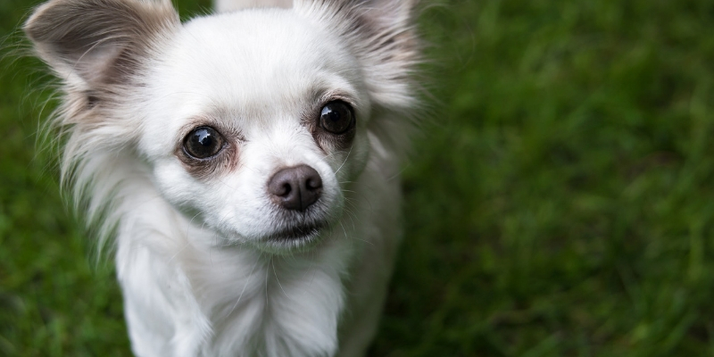 Quali sono le migliori crocchette per chihuahua? cover