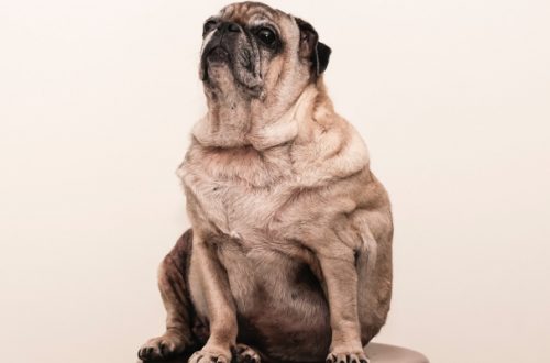 Cane obeso, rischi e soluzioni thumb