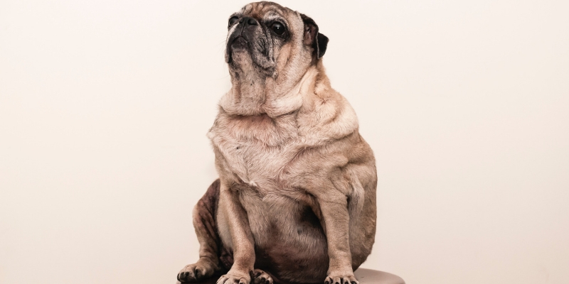 Cane obeso, rischi e soluzioni cover