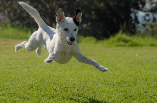 Integratori per cani: perché il calcio è importante e quando farne uso thumb