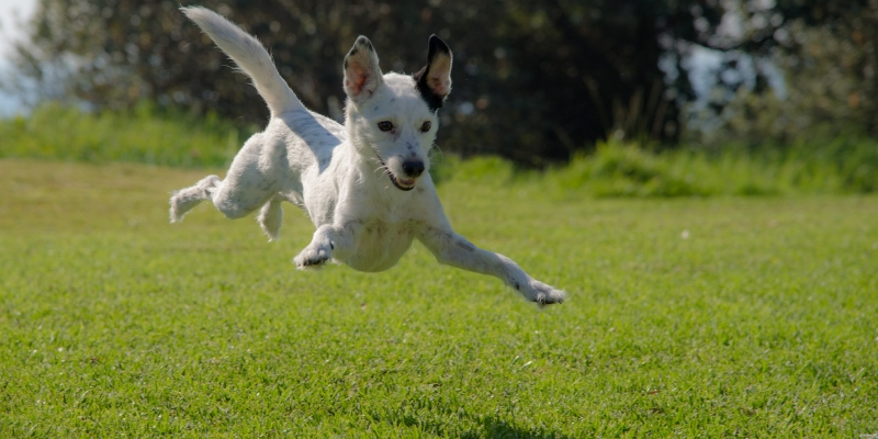 Integratori per cani: perché il calcio è importante e quando farne uso cover