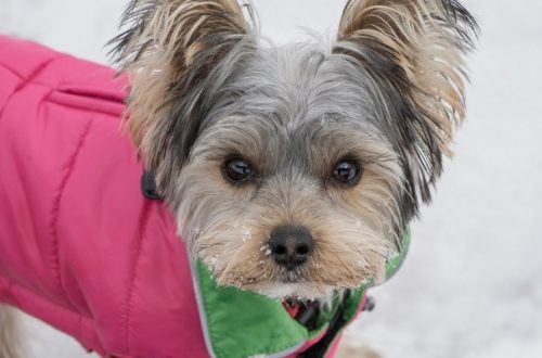 Vestiti per cani, la guida per orientarsi nella scelta thumb