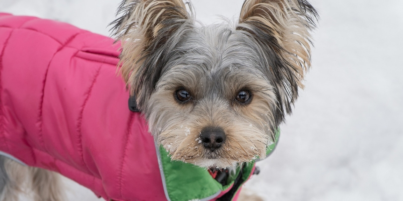 Vestiti per cani, la guida per orientarsi nella scelta cover