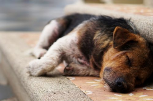 Legambiente, urge una strategia nazionale a tutela degli animali thumb