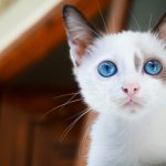 gatto-con-occhi-azzurri
