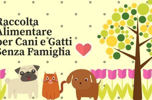 Raccolte alimentari per animali senza famiglia thumb