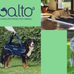 tutori-balto-per-cani