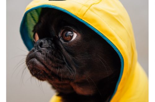 Impermeabili per cani, un must have durante il cambio di stagione thumb
