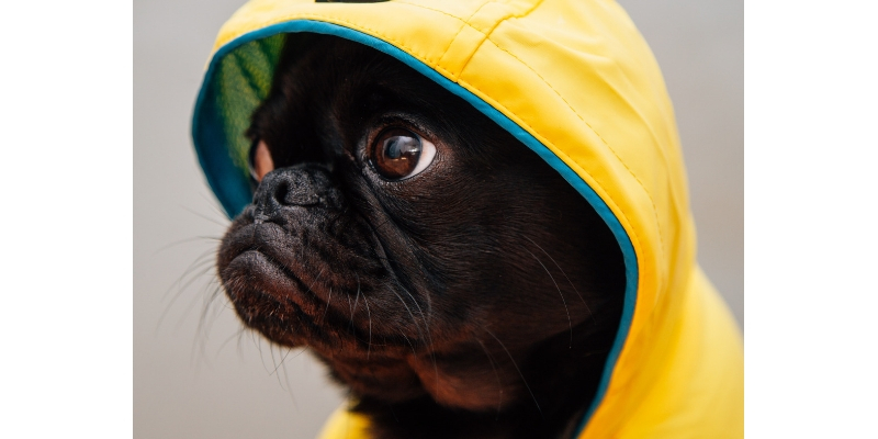 Impermeabili per cani, un must have durante il cambio di stagione cover