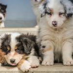 cuccioli-pastore-belga