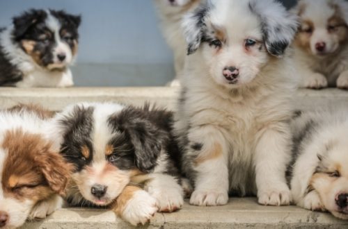 Alimentazione del cucciolo di cane, tutto quello da sapere thumb