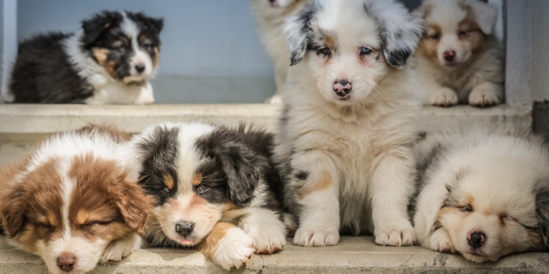 Alimentazione del cucciolo di cane, tutto quello da sapere cover