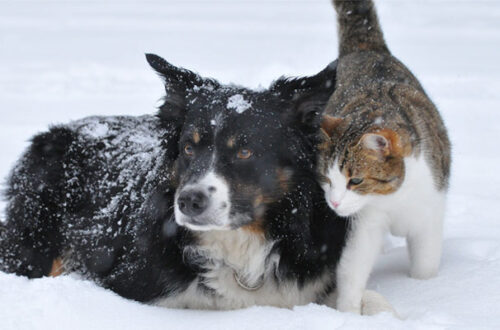 Cucce invernali per cani e gatti: 5 consigli per scegliere le più calde thumb