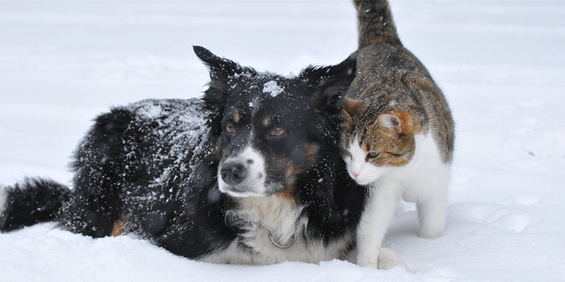 Cucce invernali per cani e gatti: 5 consigli per scegliere le più calde cover