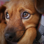calmanti per cani e gatti