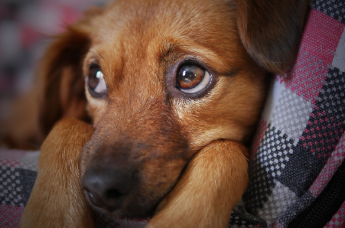 Calmanti per cani e gatti, i rimedi naturali contro la paura dei botti thumb