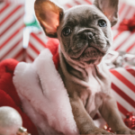 regalare-cuccioli-a-natale