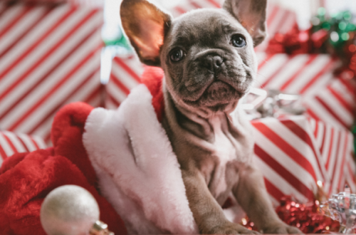 Cucciolo di cane o gatto in regalo, pensiamoci bene thumb