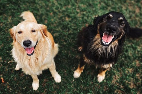 Come combattere l’alitosi del cane e del gatto, 5 consigli utili thumb