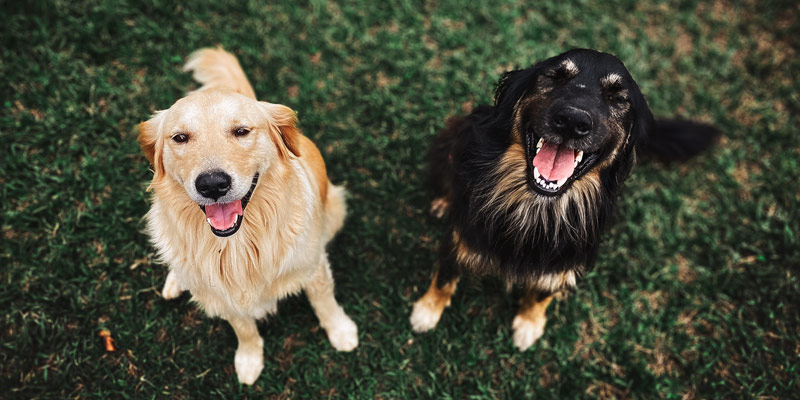 Come combattere l’alitosi del cane e del gatto, 5 consigli utili cover