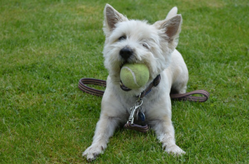 Come giocare con il cane, 5 consigli utili thumb