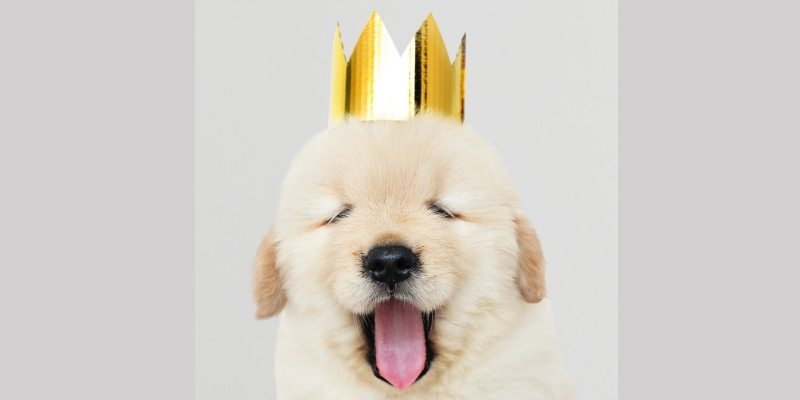 Quali sono le migliori crocchette per cani con dermatite? cover