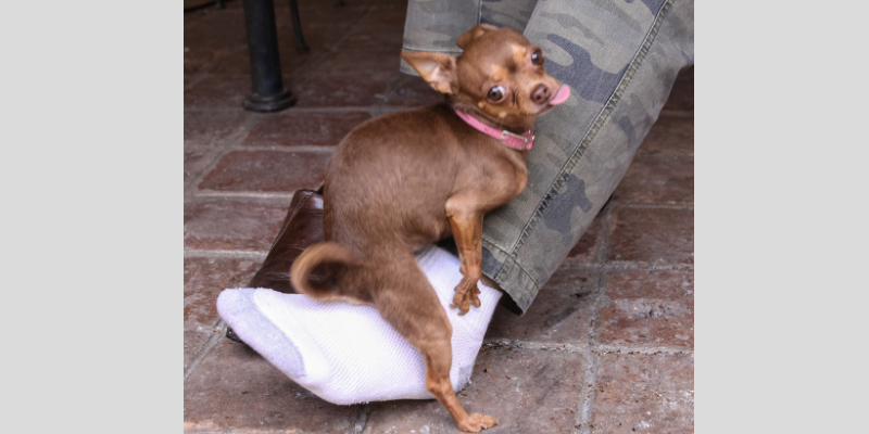 Perché il cane monta la gamba? cover