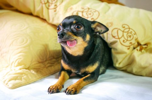 Cosa mangiano i cani piccoli? Ecco le migliori crocchette per cani mini e toy thumb